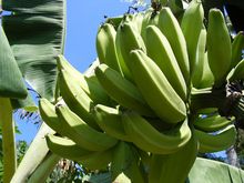 Banane - Quelle: Andrew Finegan, CC BY 2.0 (http://www.flickr.com/photos/12938647@N00/)