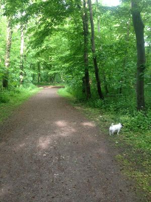 Wald - Quelle: by Leslie Oppatja (http://www.facebook.com/pages/LO-Personaltraining/129428543799464?fref=ts)