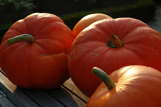 pumpkin - Quelle: Dimitri N., CC BY 2.0 (http://www.flickr.com/people/dimi3/)